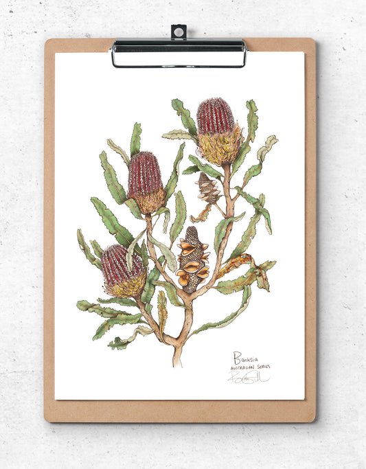 Banksia
