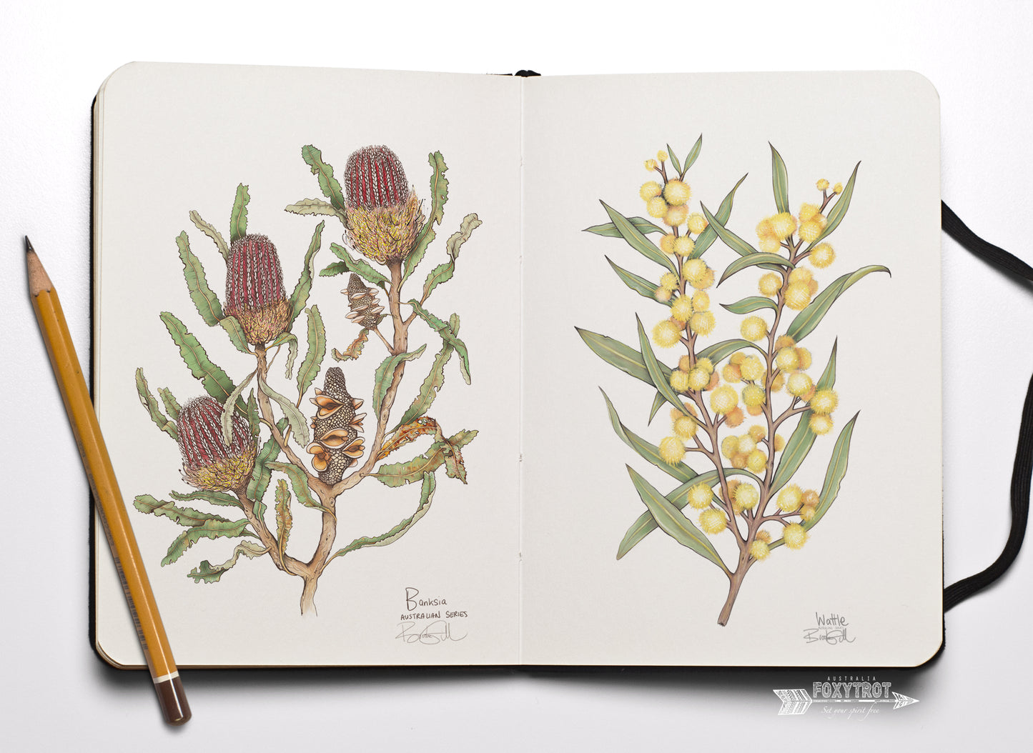 Banksia