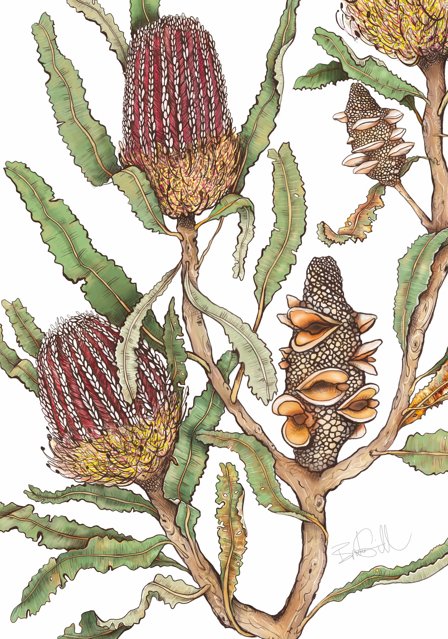 Banksia