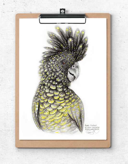 Red Tailed Black Cockatoo