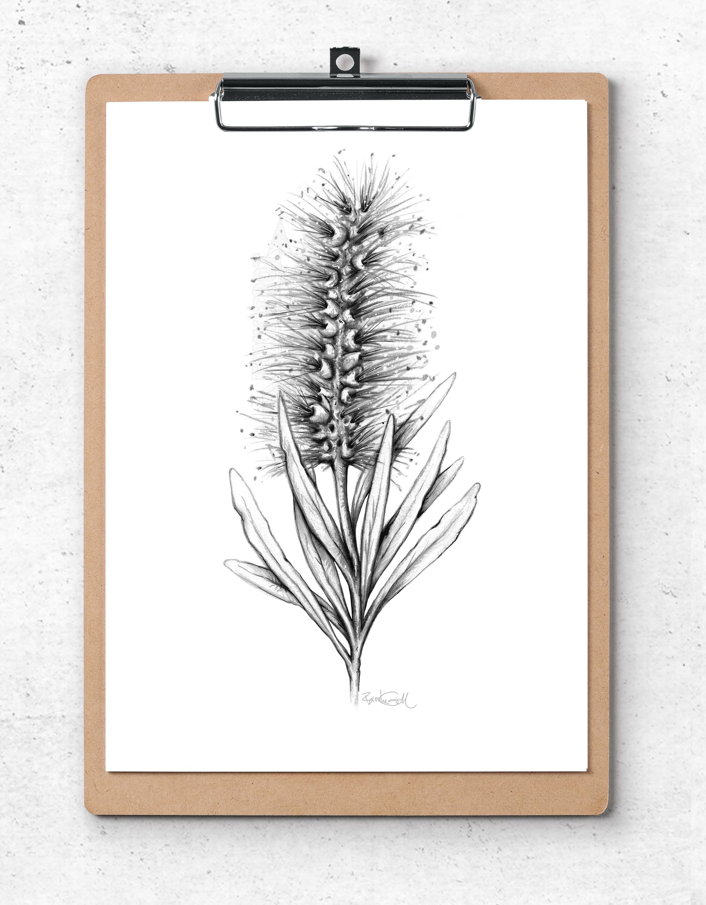 Bottlebrush