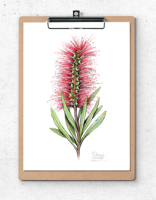 Bottlebrush