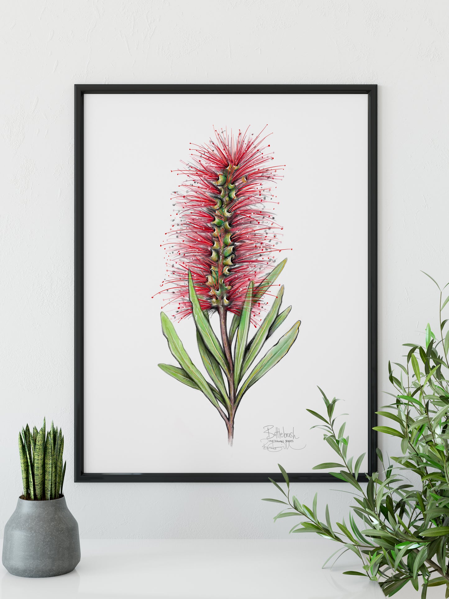 Bottlebrush