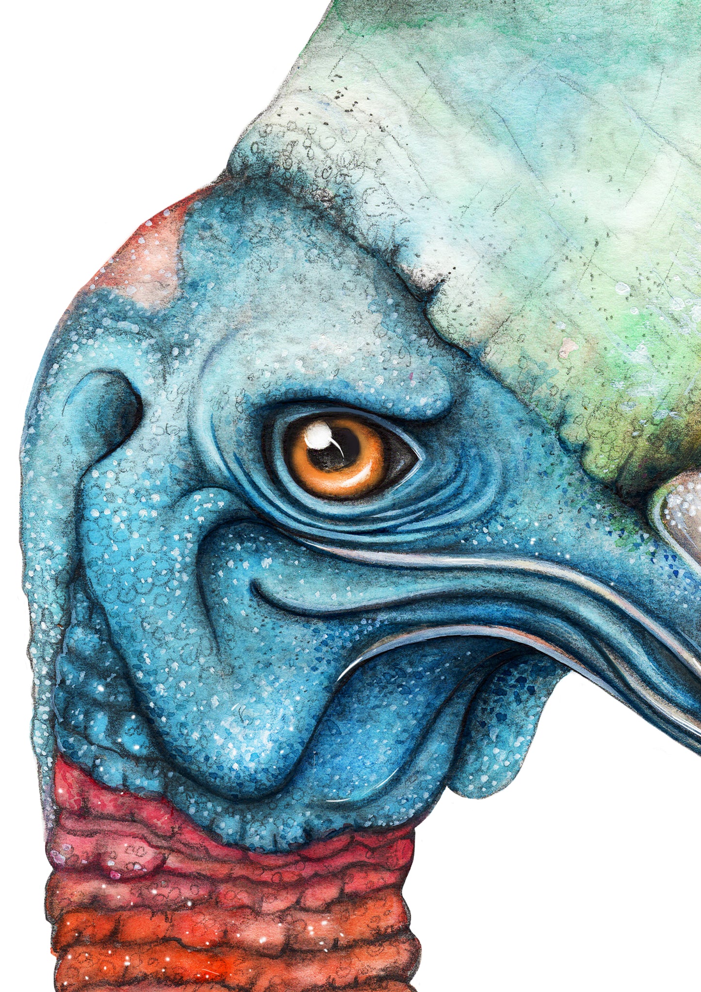Cassowary