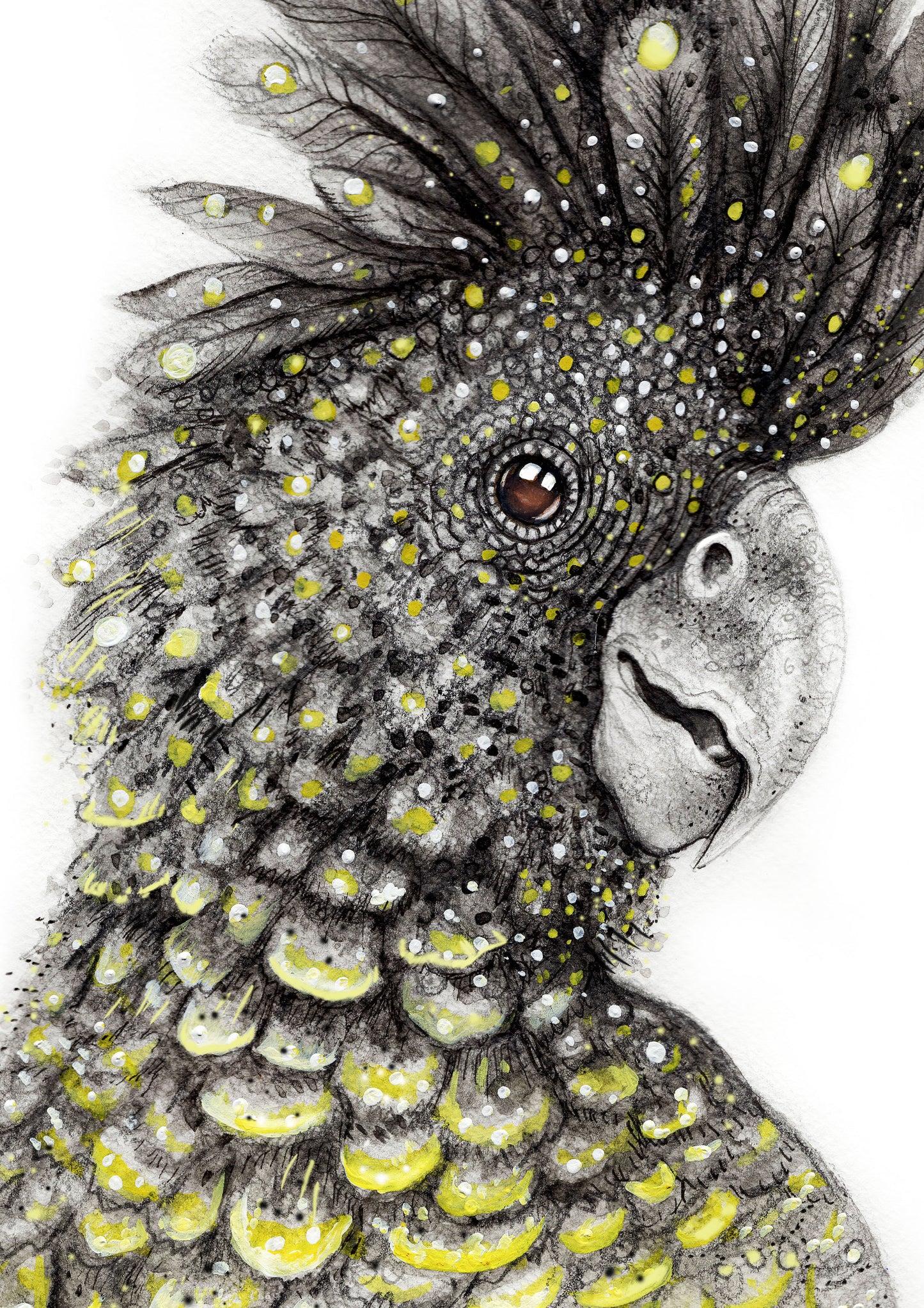 Red Tailed Black Cockatoo
