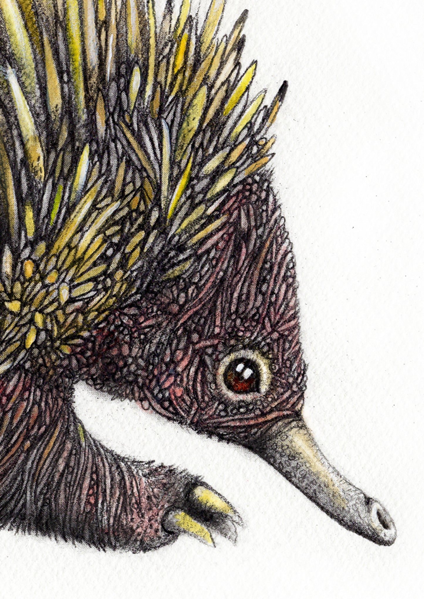 Echidna