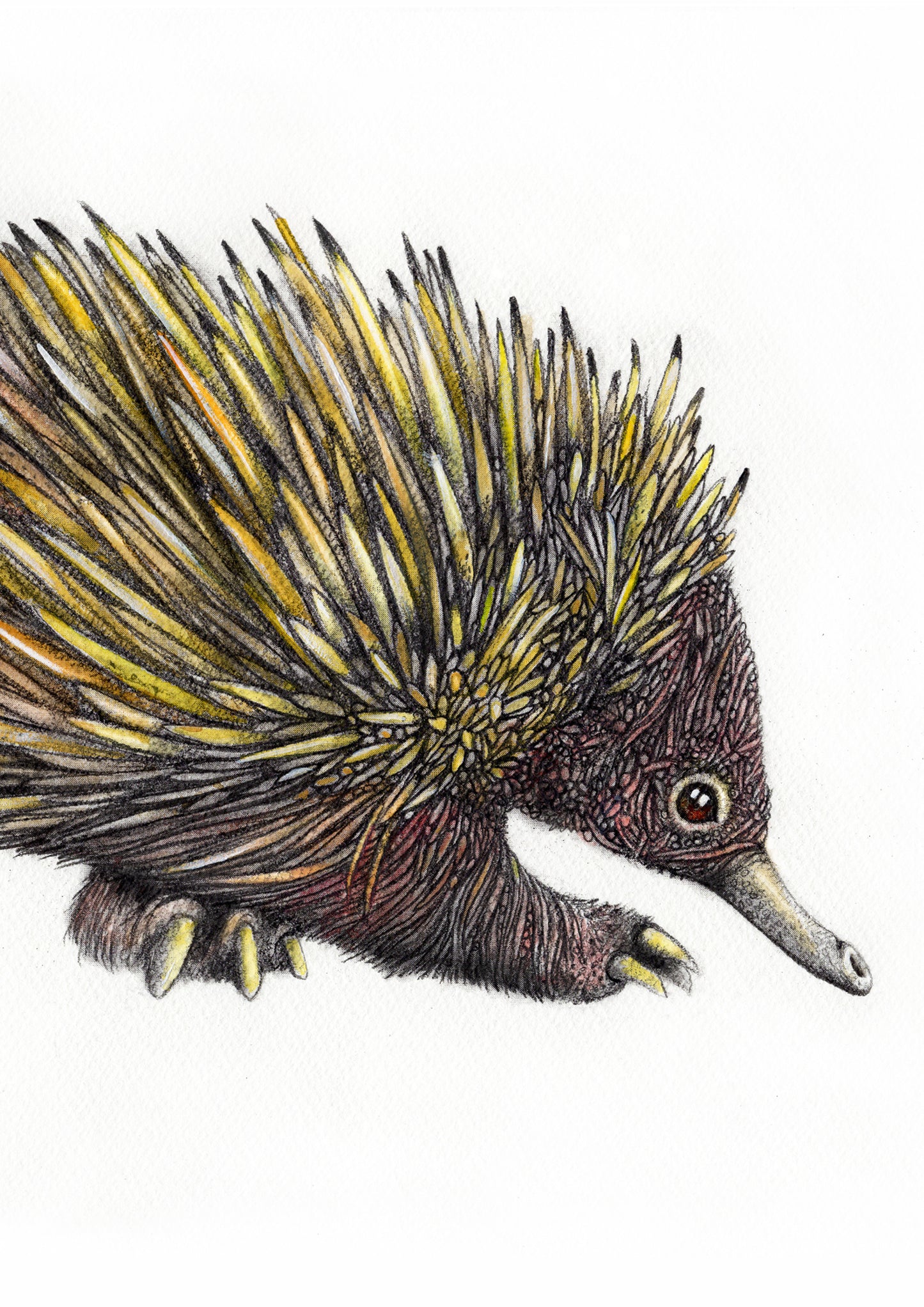 Echidna