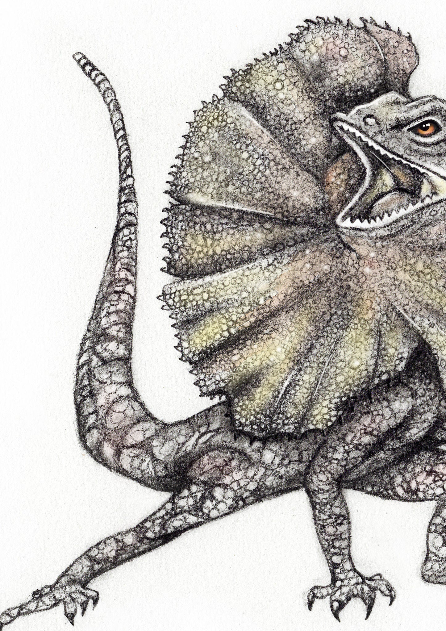 Frill Neck Lizard