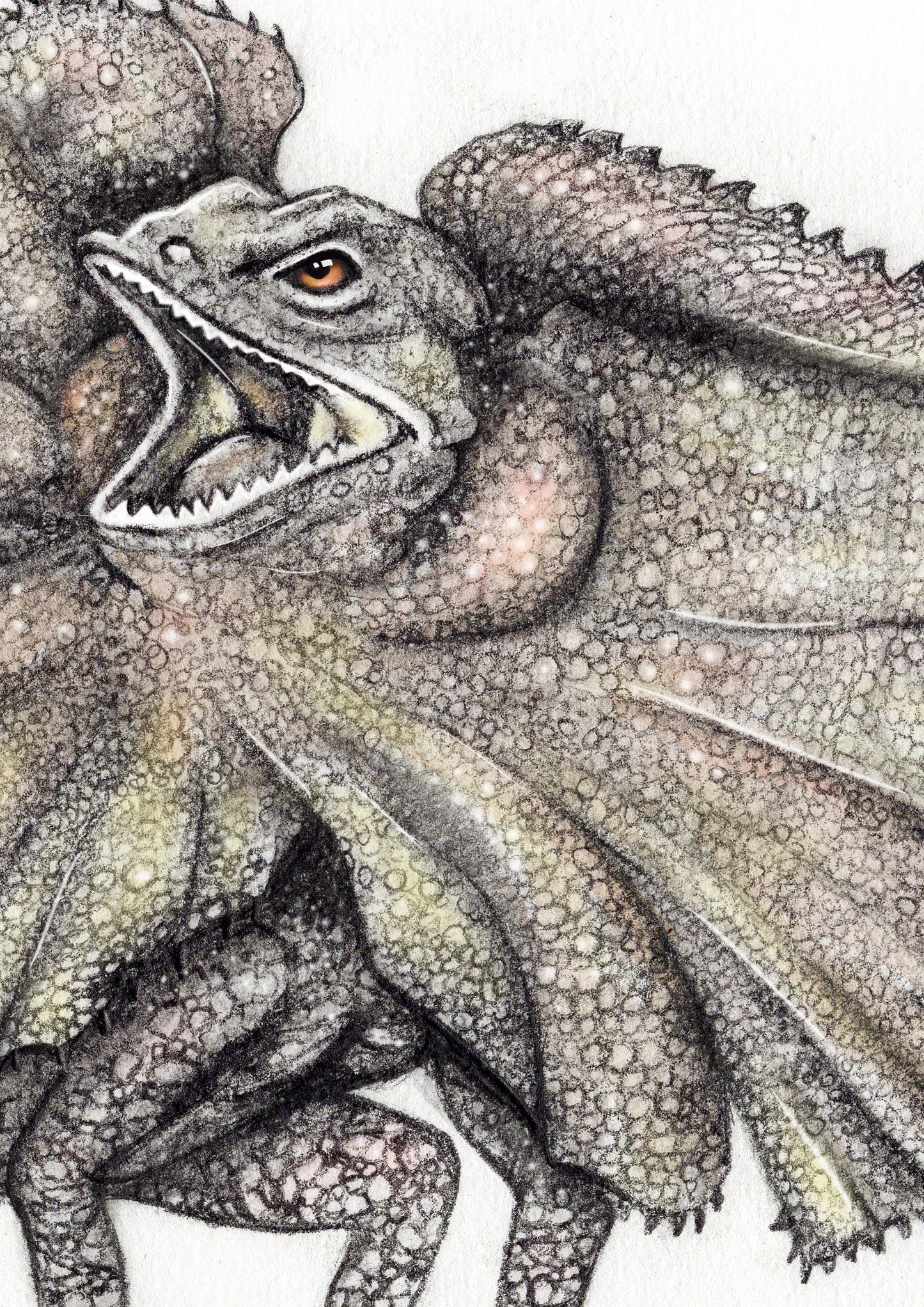 Frill Neck Lizard