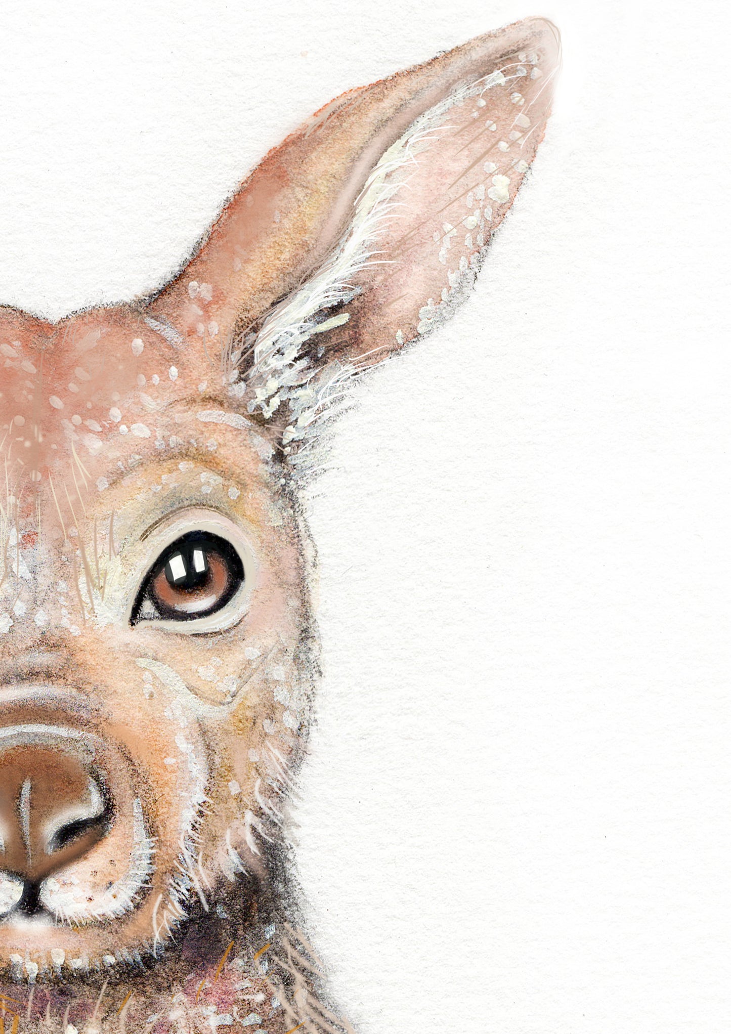 Kangaroo