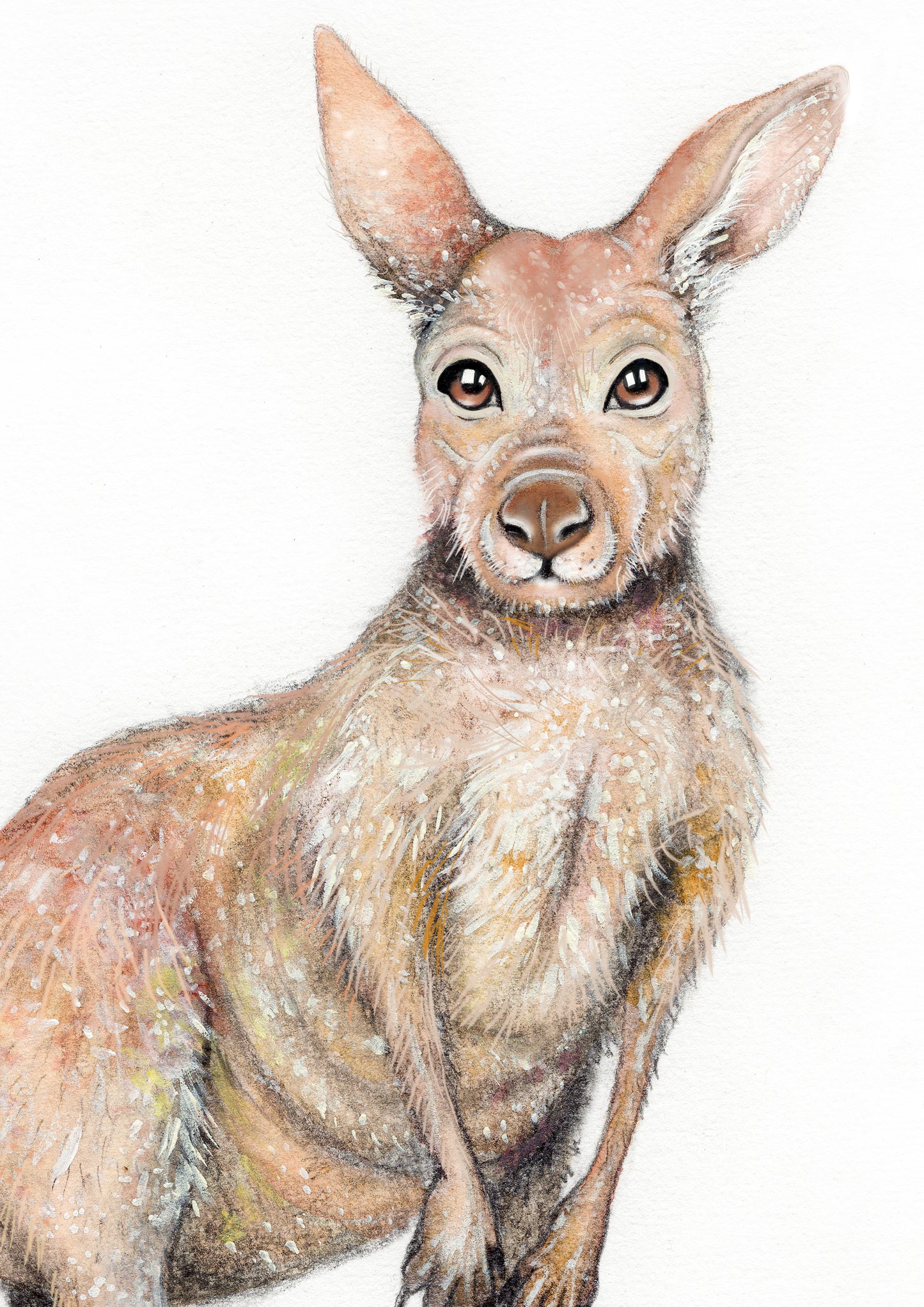 Kangaroo