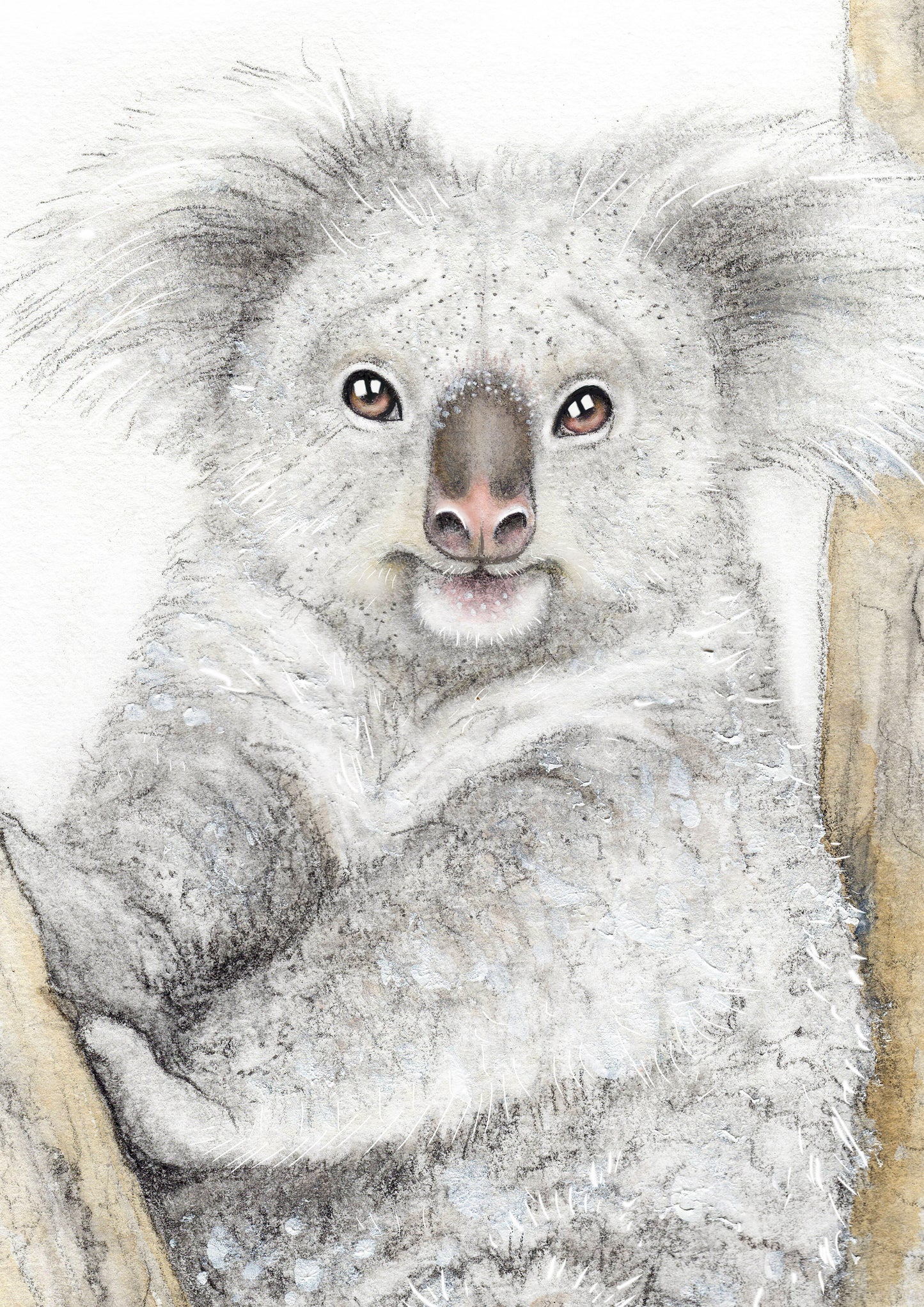 Koala
