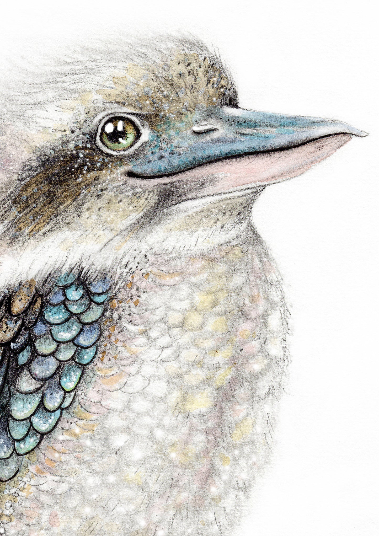 Kookaburra