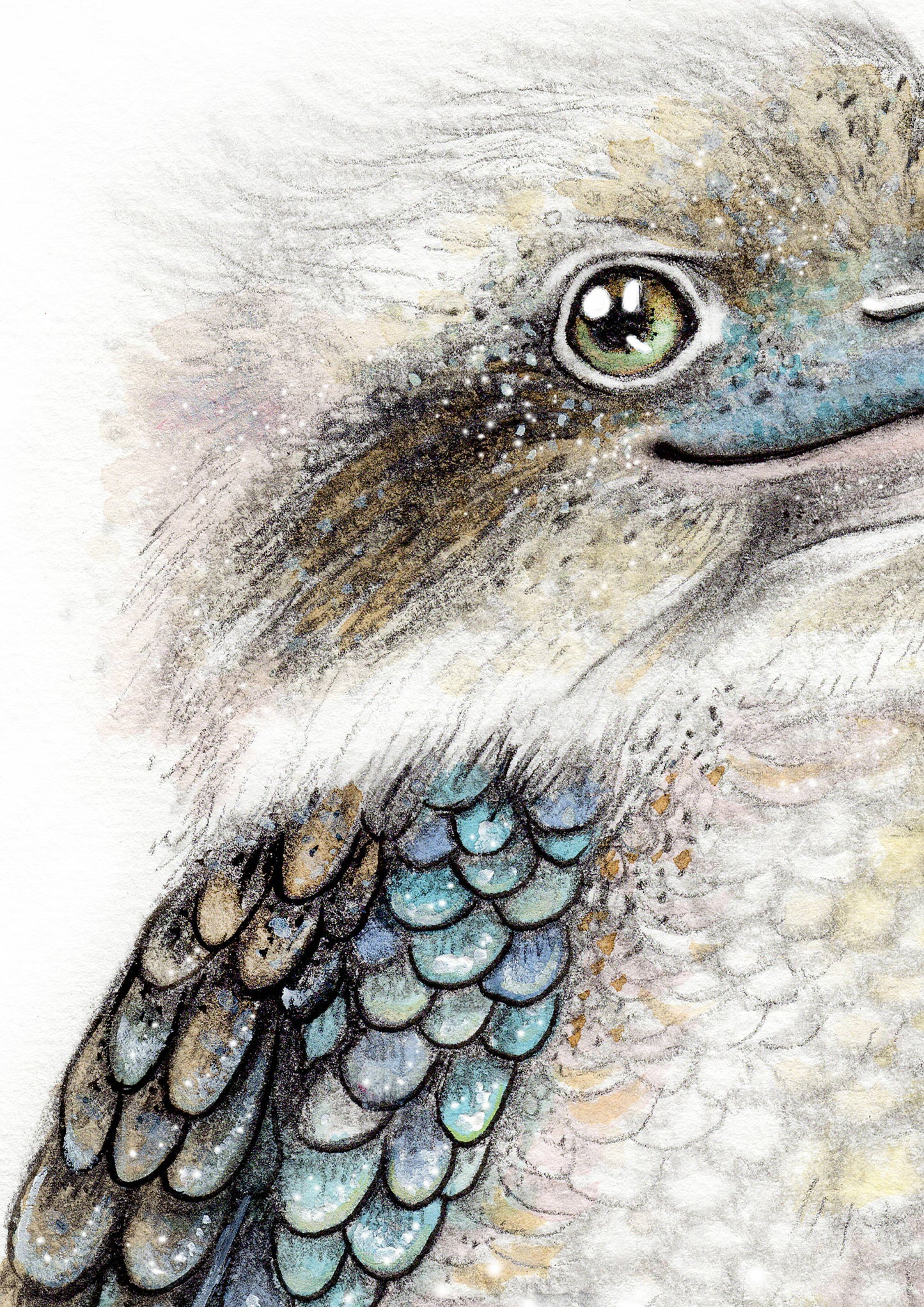 Kookaburra
