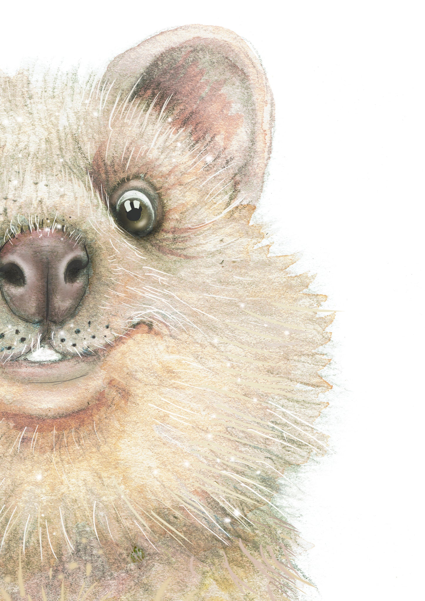 Quokka