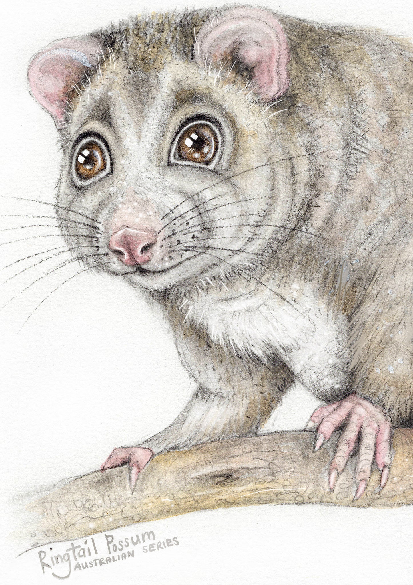 Ringtail Possum