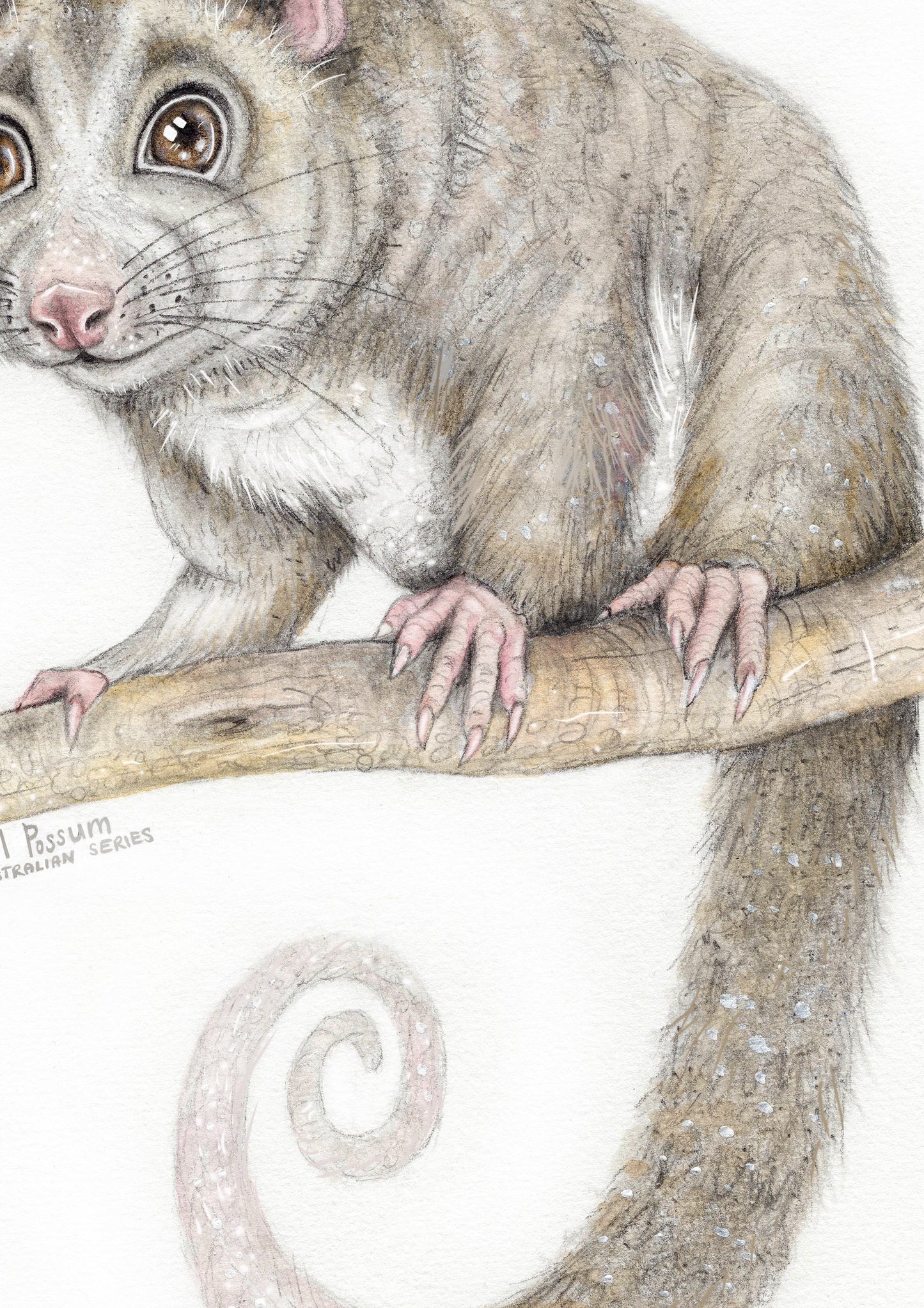 Ringtail Possum