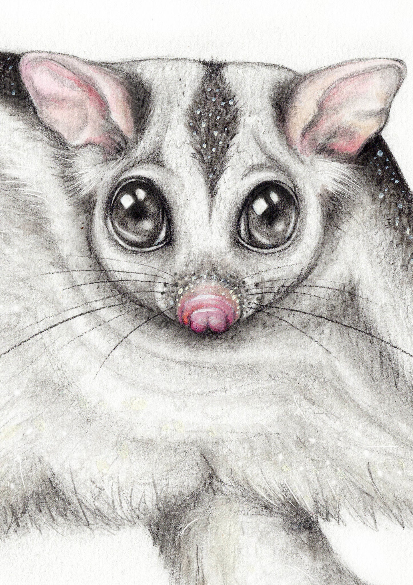 Sugar Glider