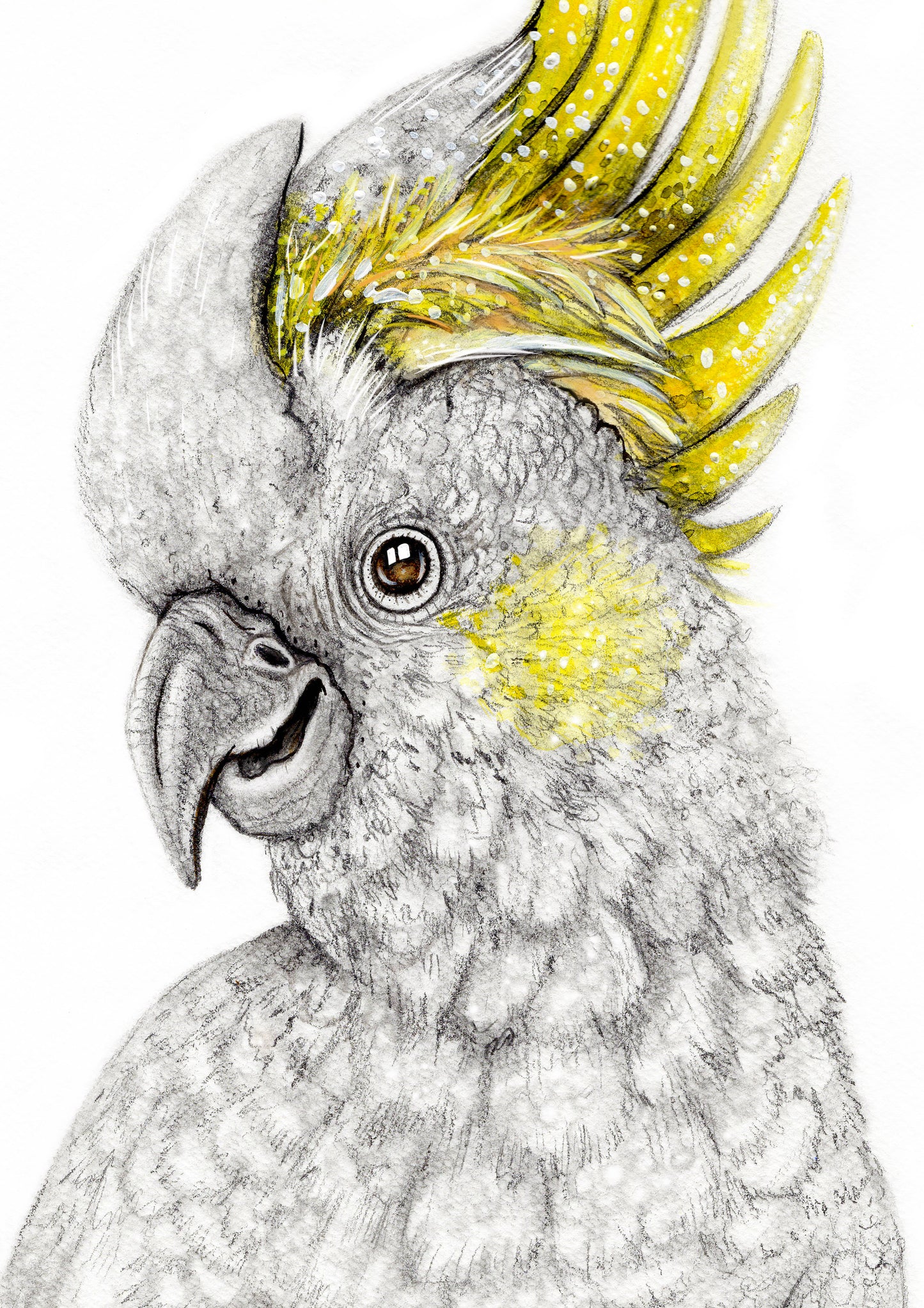 Sulphur Crested White Cockatoo