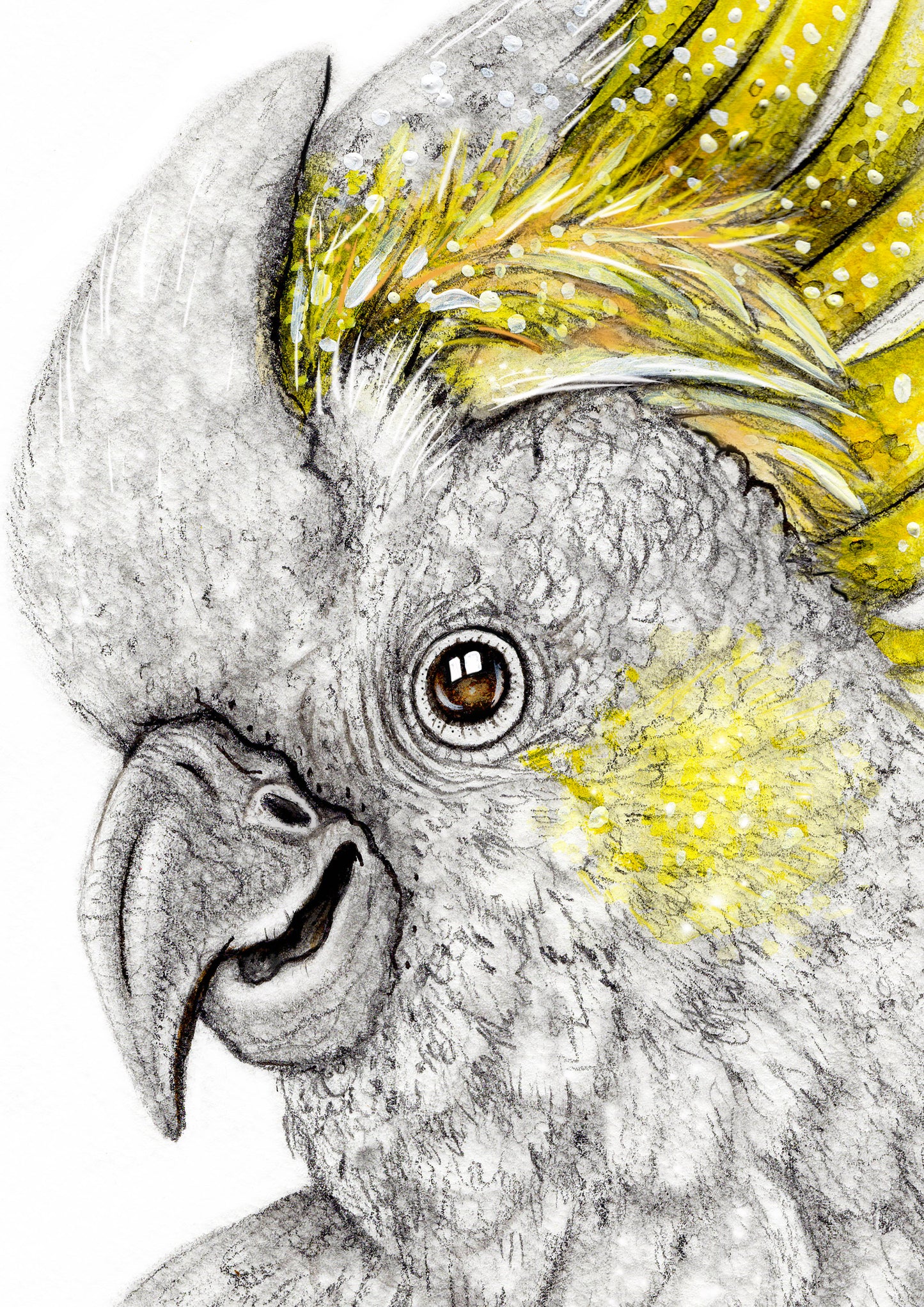 Sulphur Crested White Cockatoo