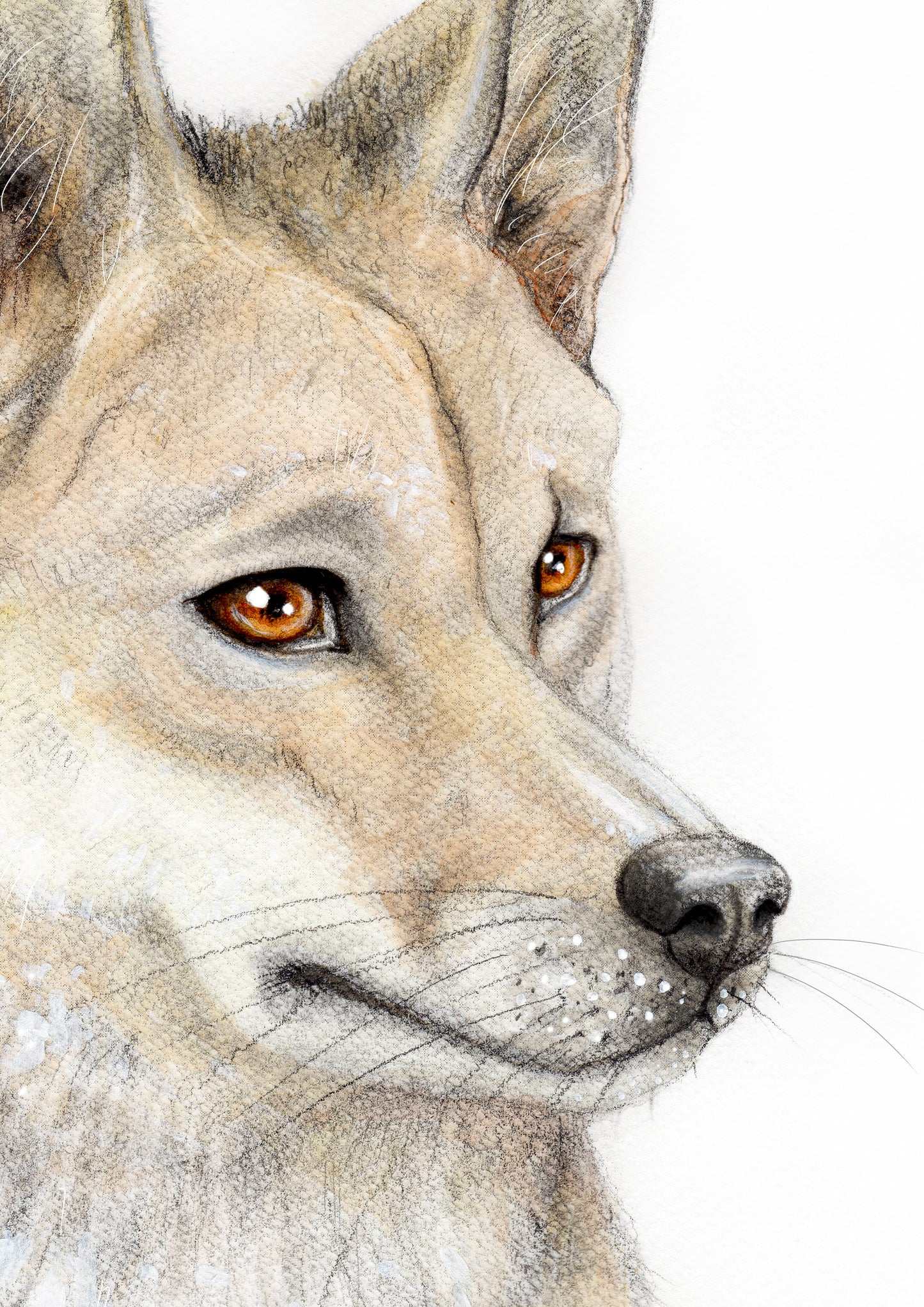 Dingo