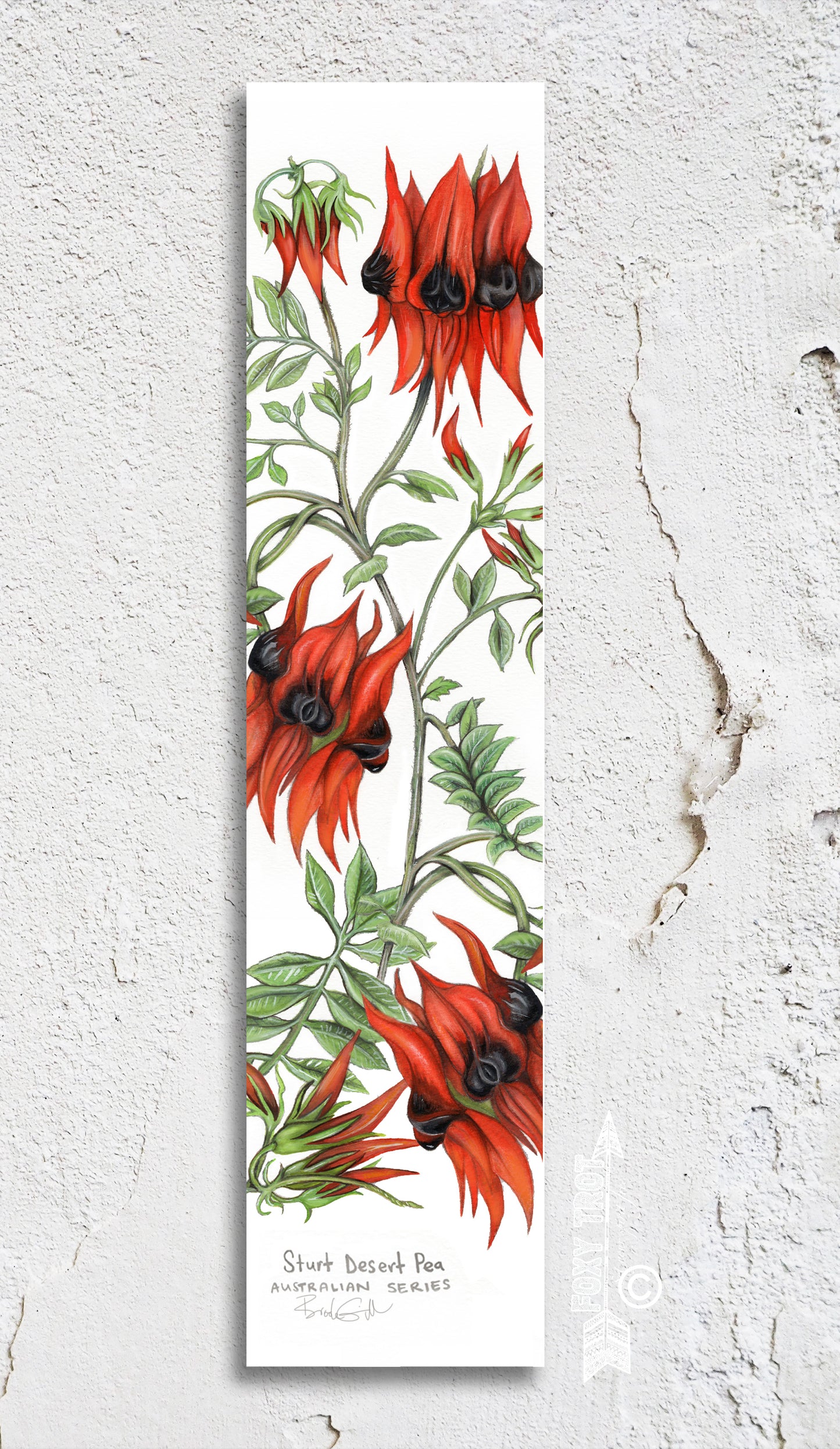 Sturt Desert Pea Bookmark