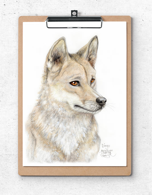 Dingo