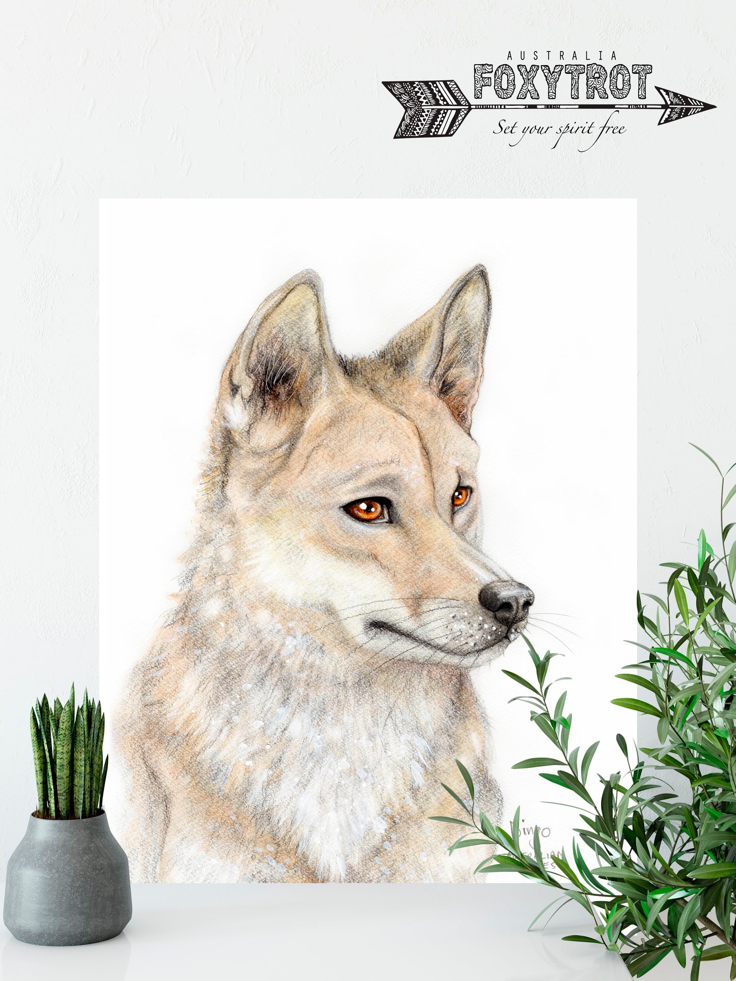 Dingo