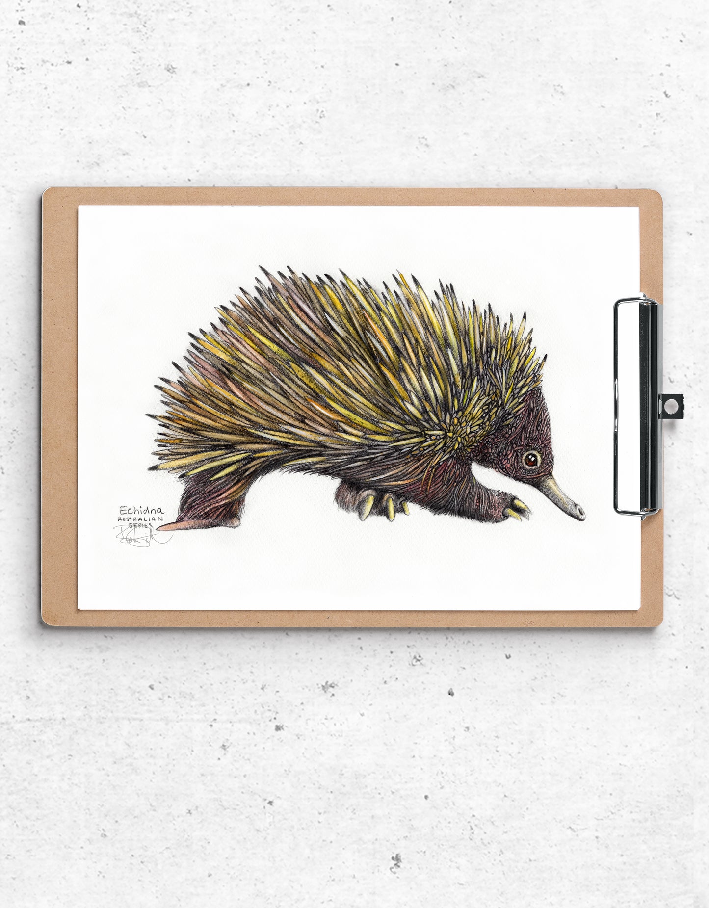 Echidna