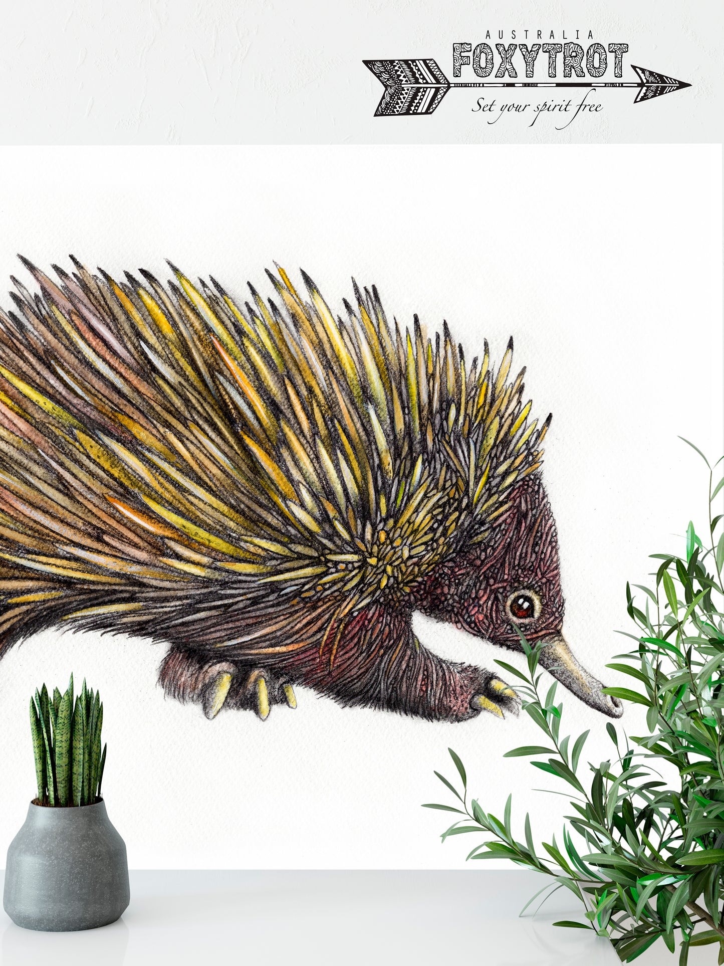 Echidna