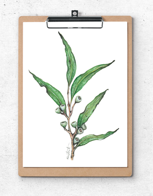 Eucalyptus