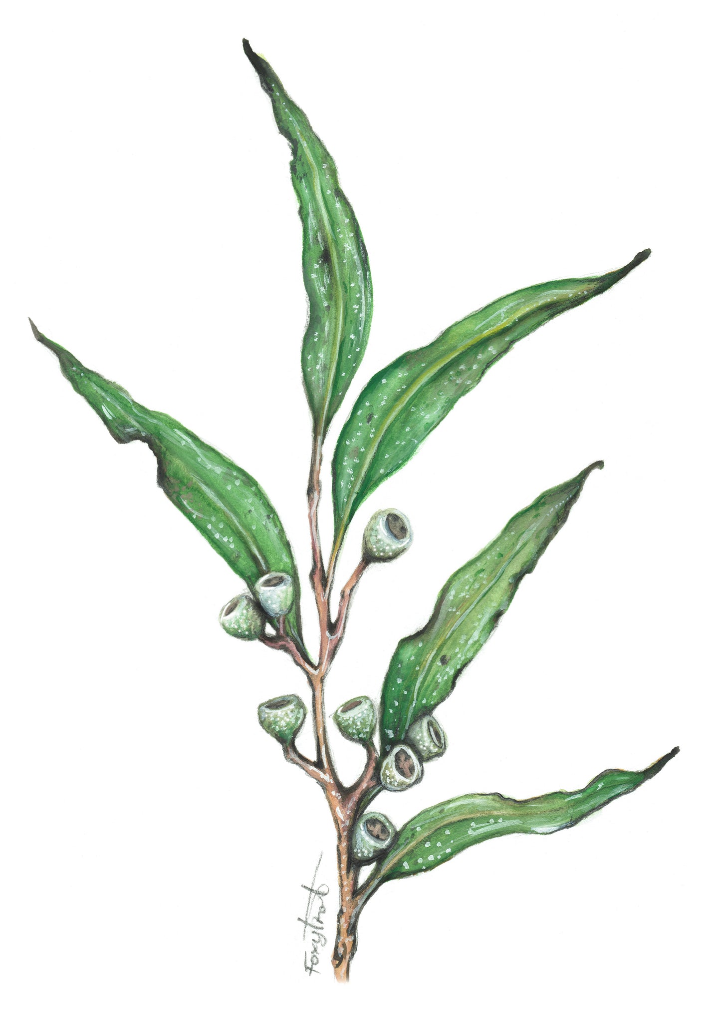Eucalyptus