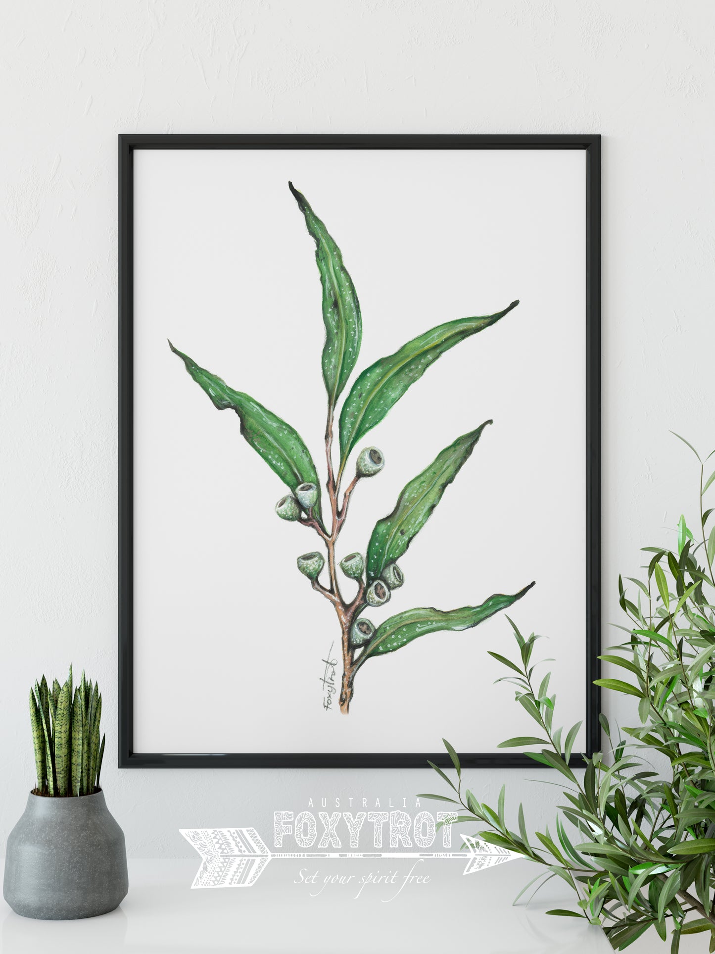 Eucalyptus