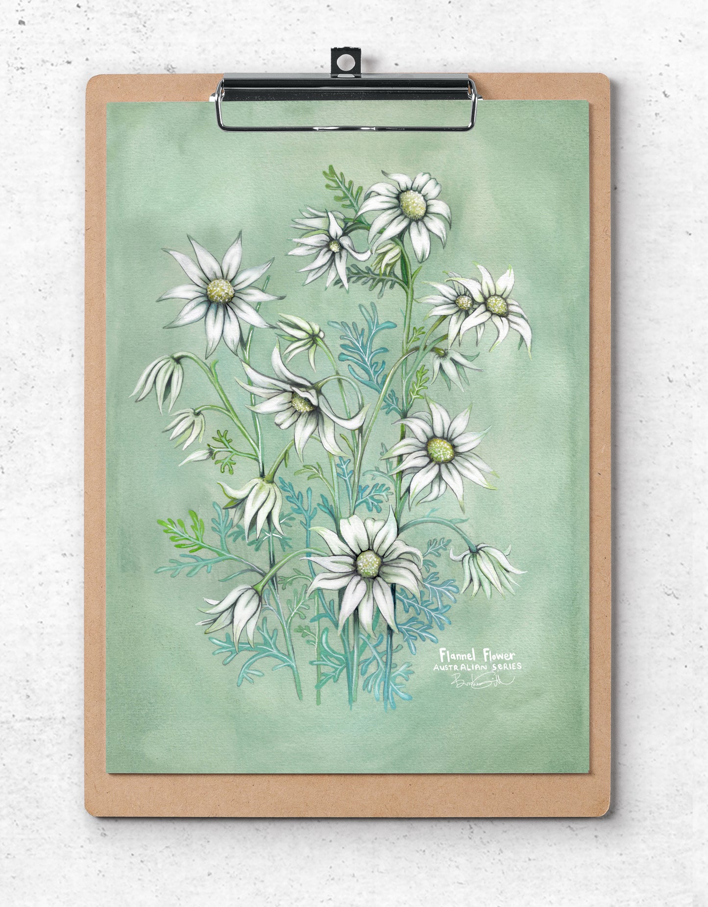 Flannel Flower