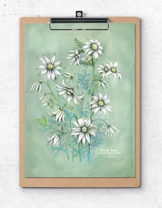 Flannel Flower