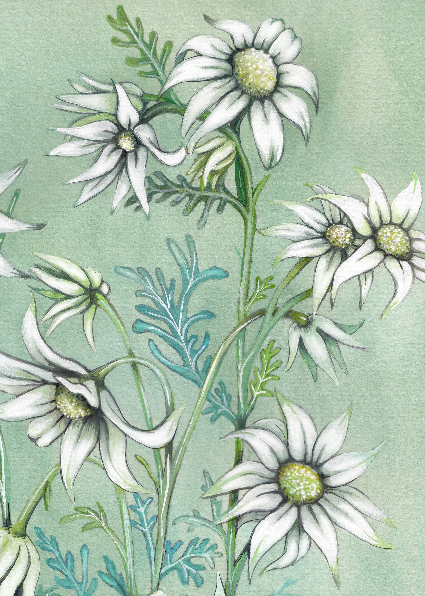 Flannel Flower