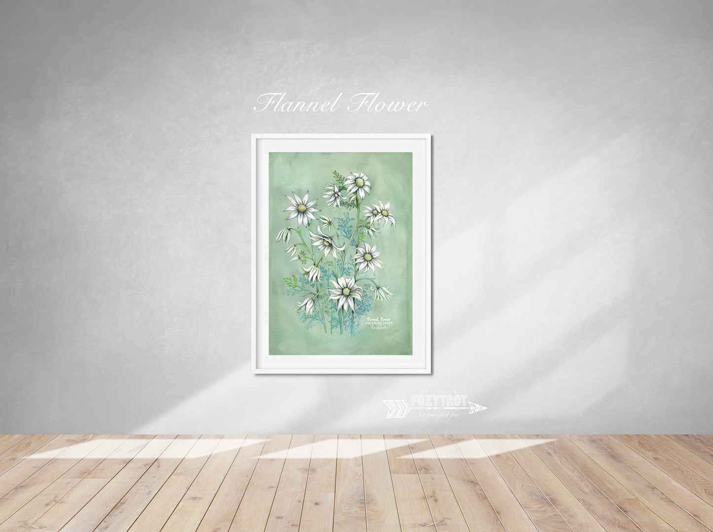 Flannel Flower