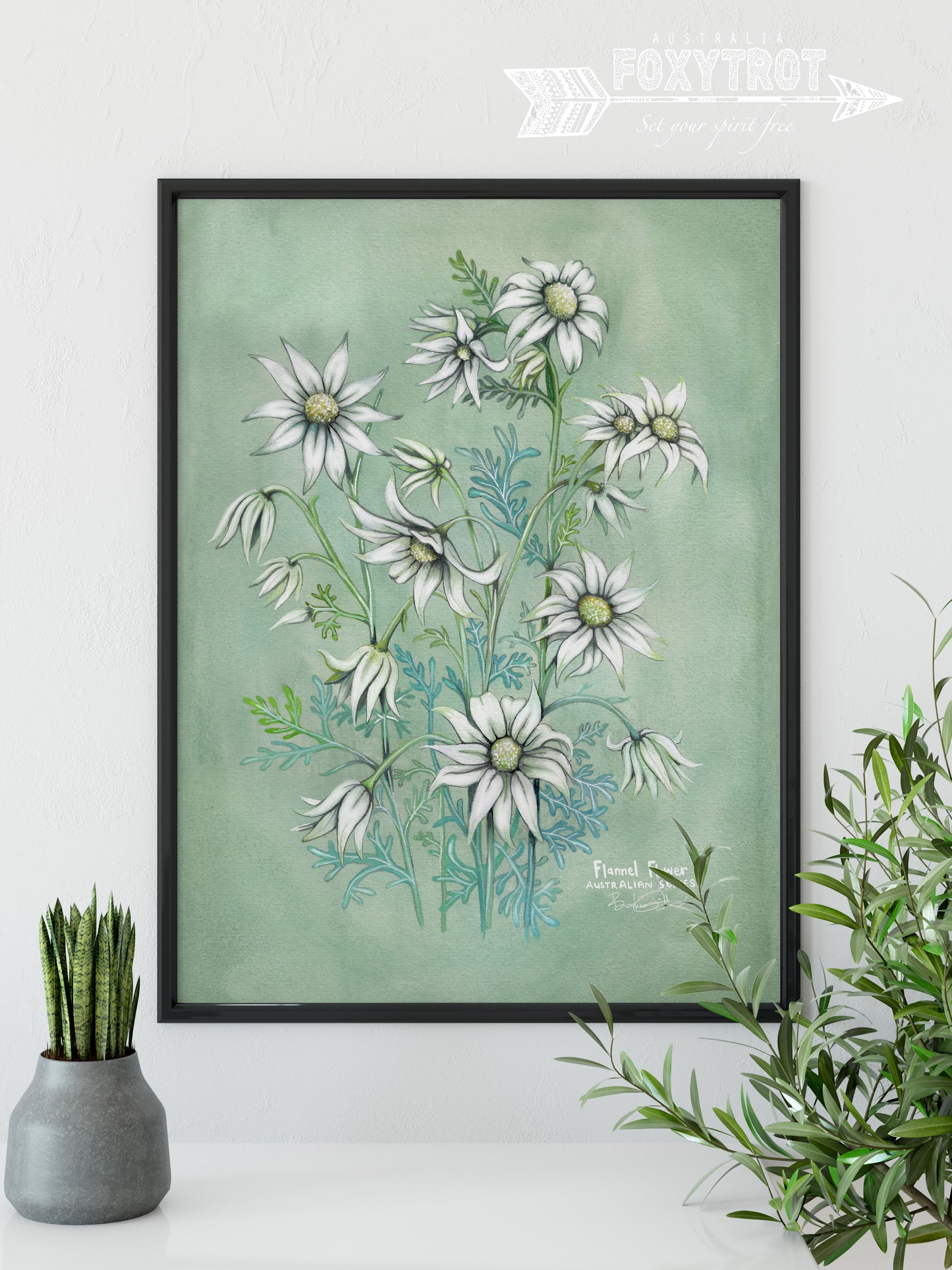 Flannel Flower
