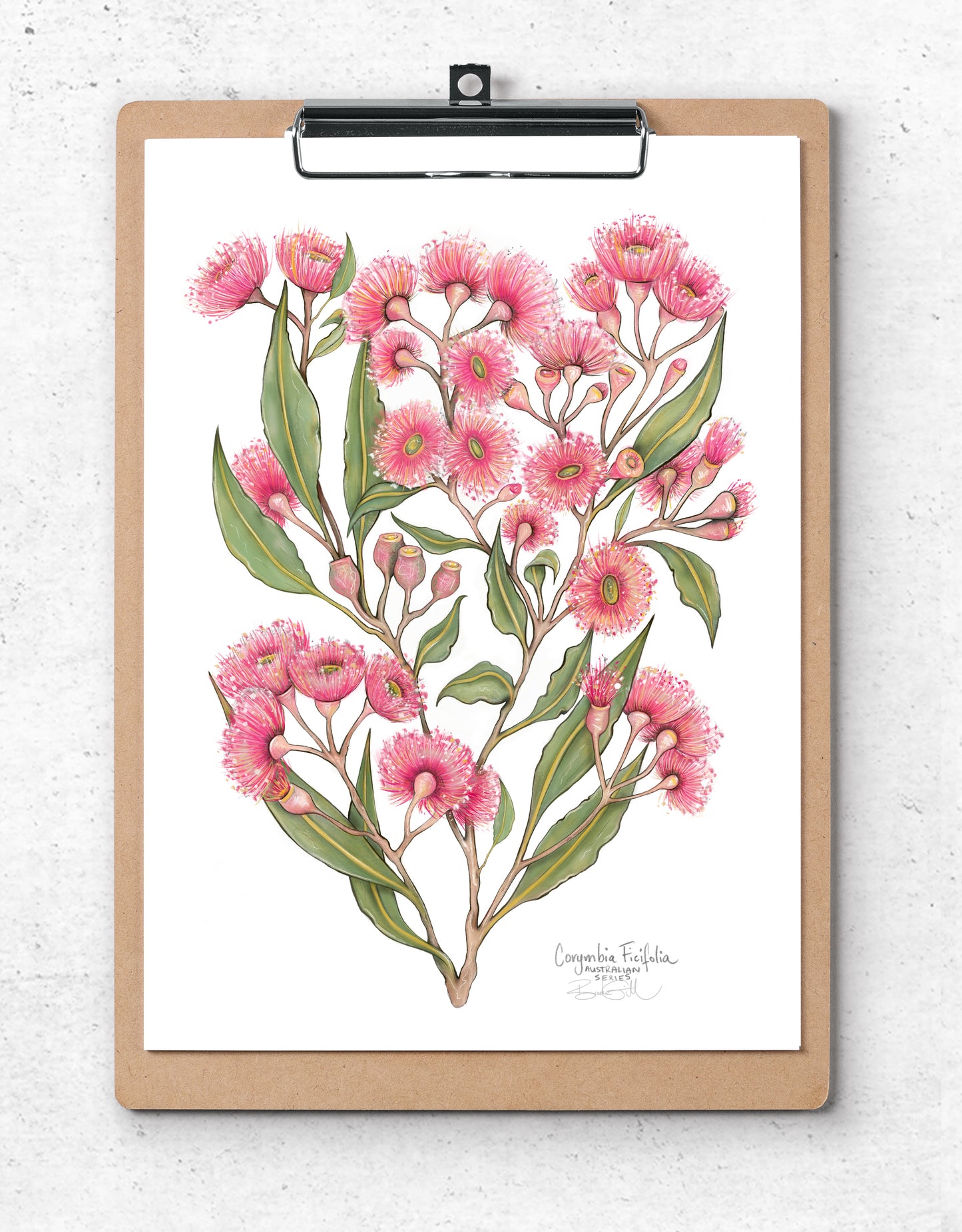 Pink Flowering Gum