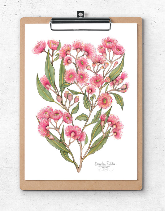 Pink Flowering Gum