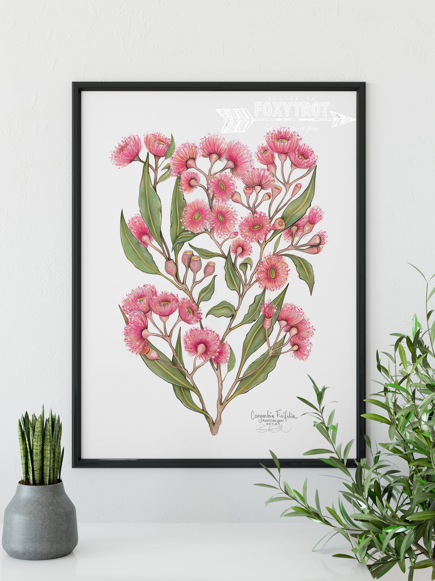 Pink Flowering Gum
