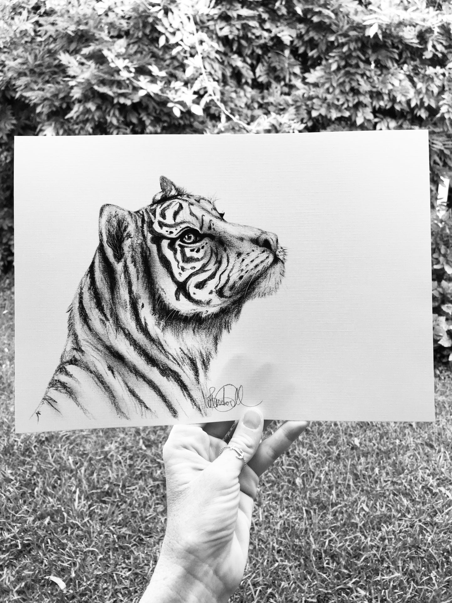 Hopeful Tiger