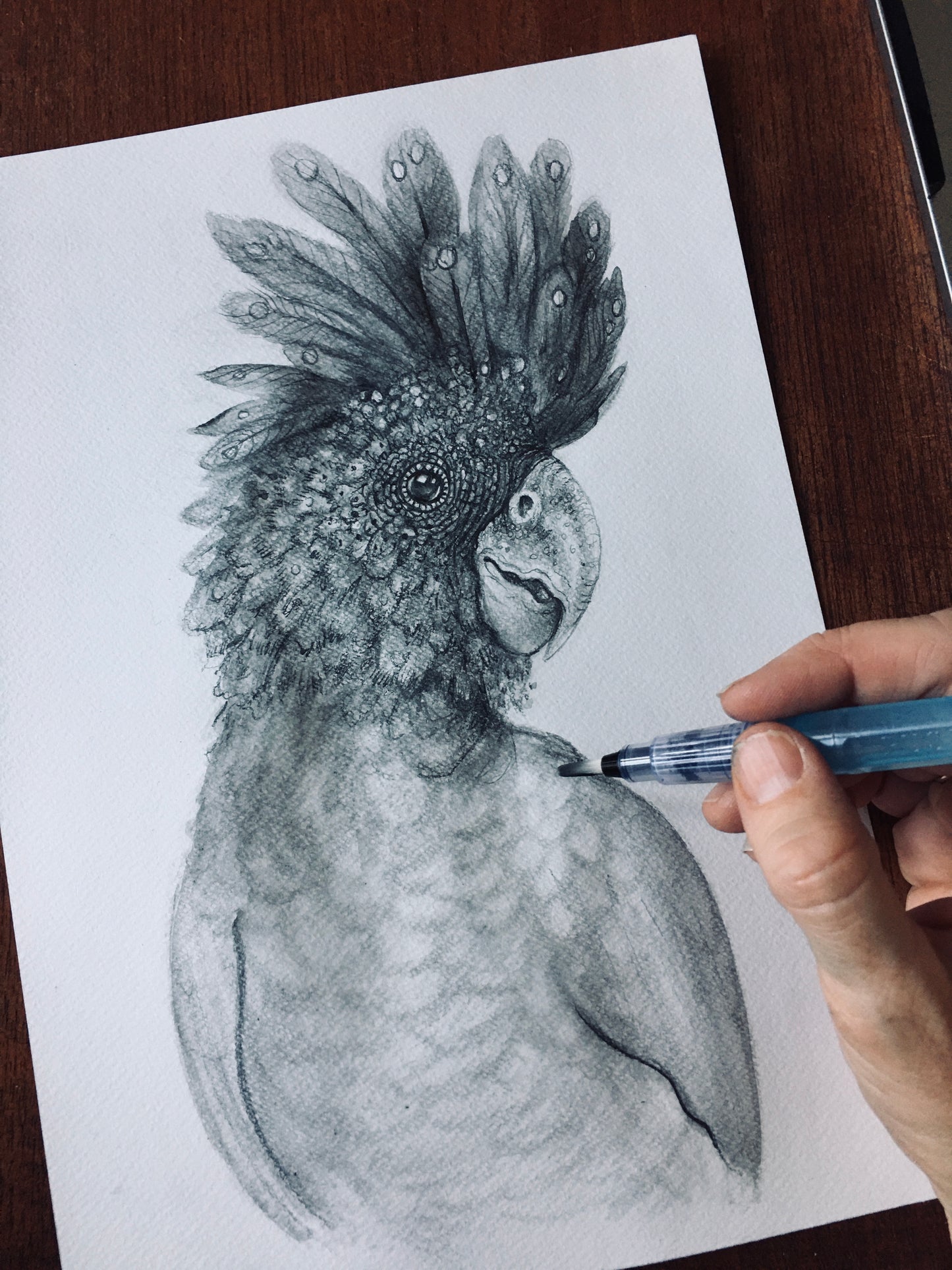 Red Tailed Black Cockatoo