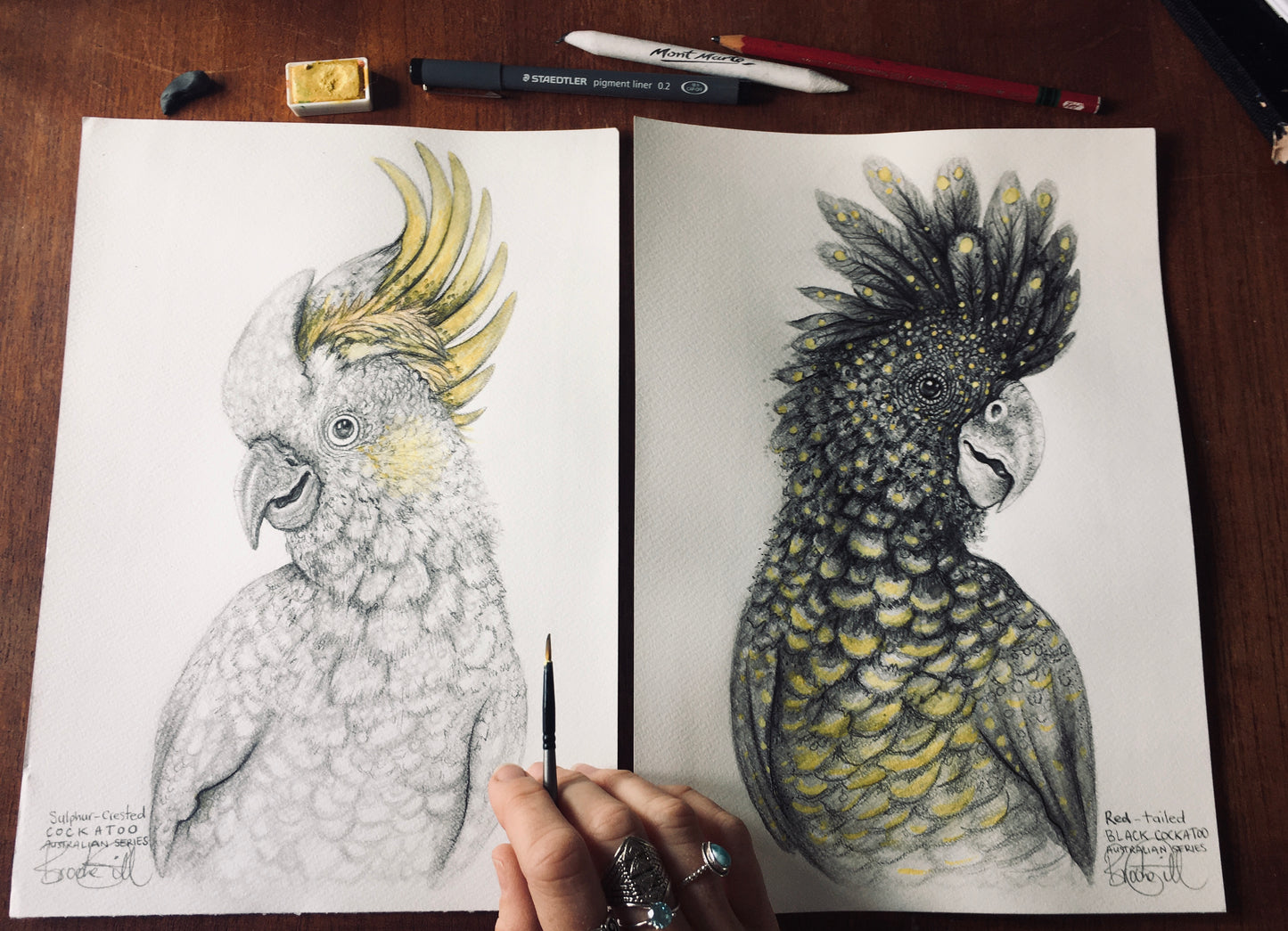 Red Tailed Black Cockatoo