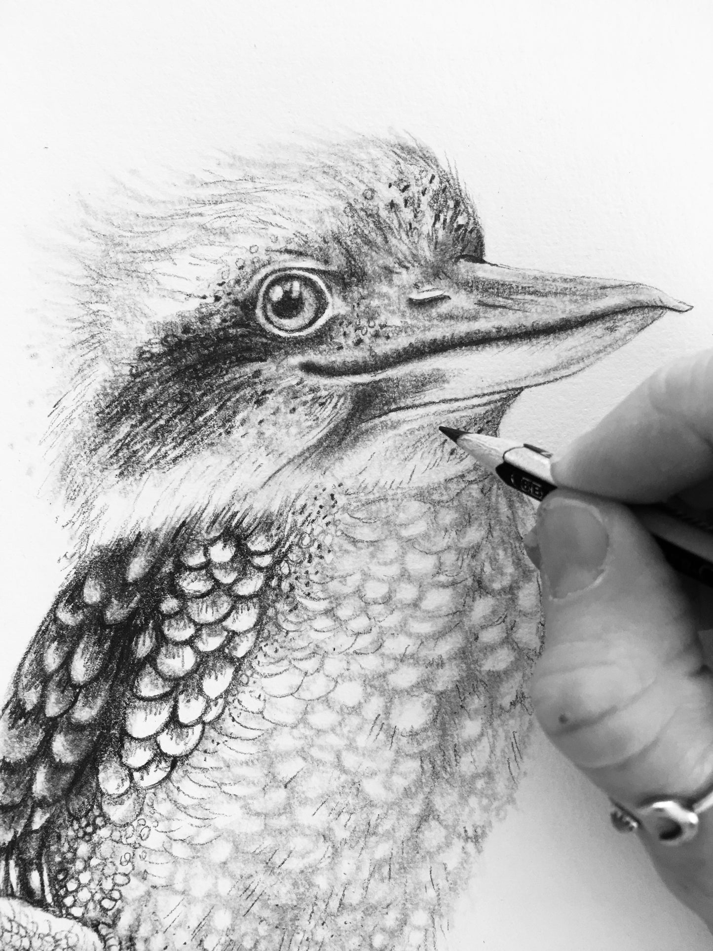 Kookaburra
