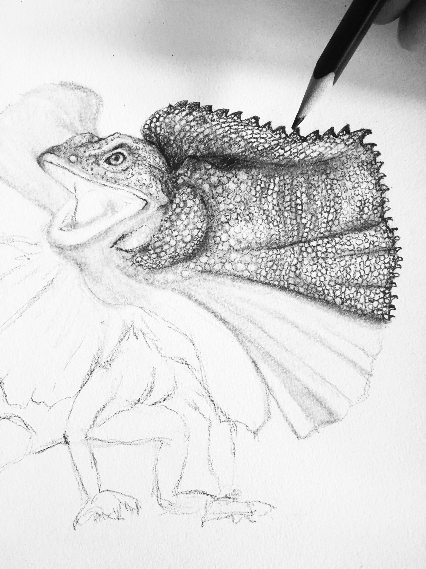 Frill Neck Lizard