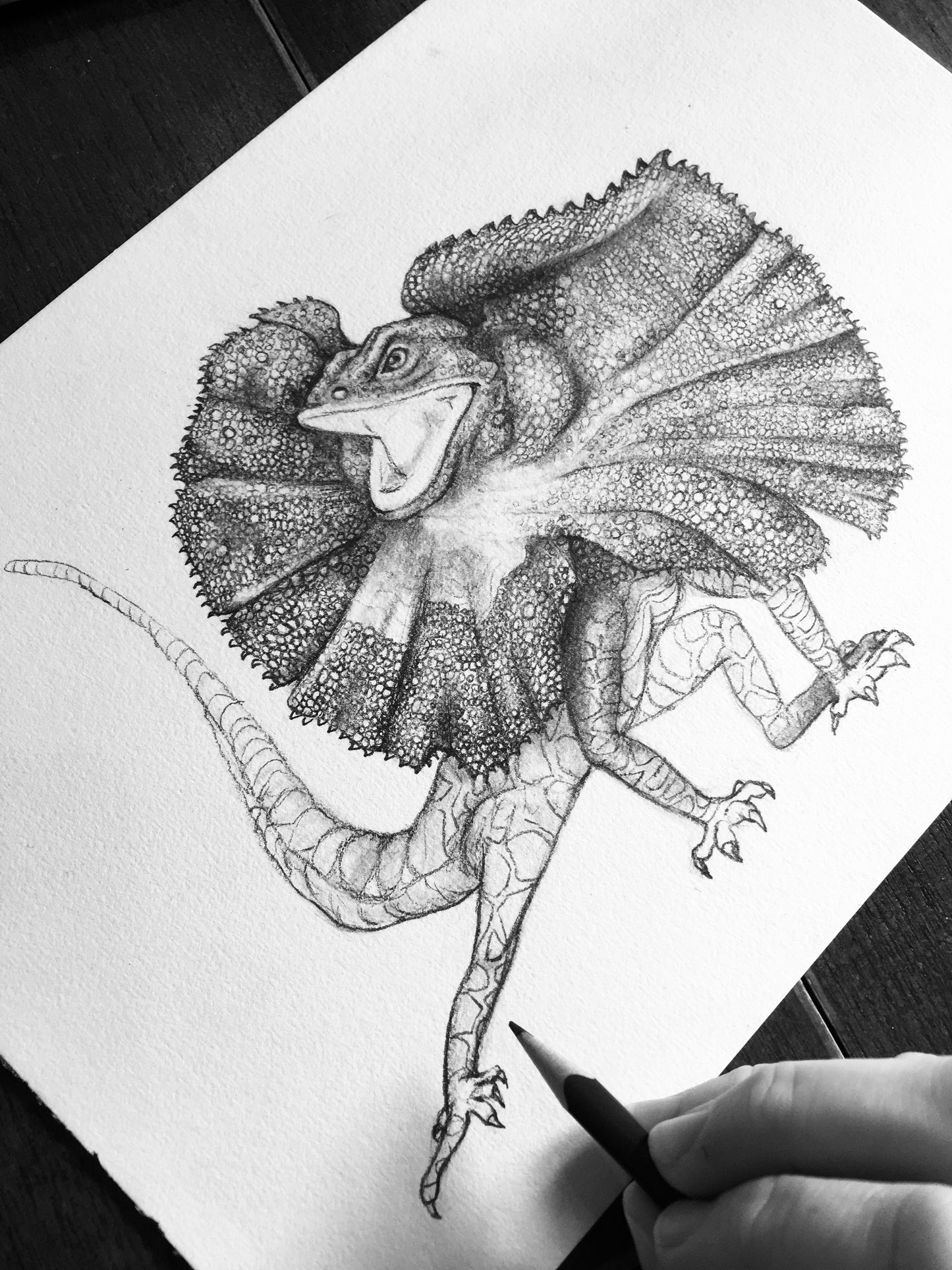 Frill Neck Lizard
