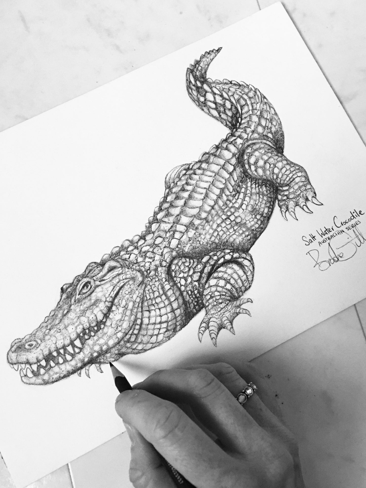 Saltwater Crocodile