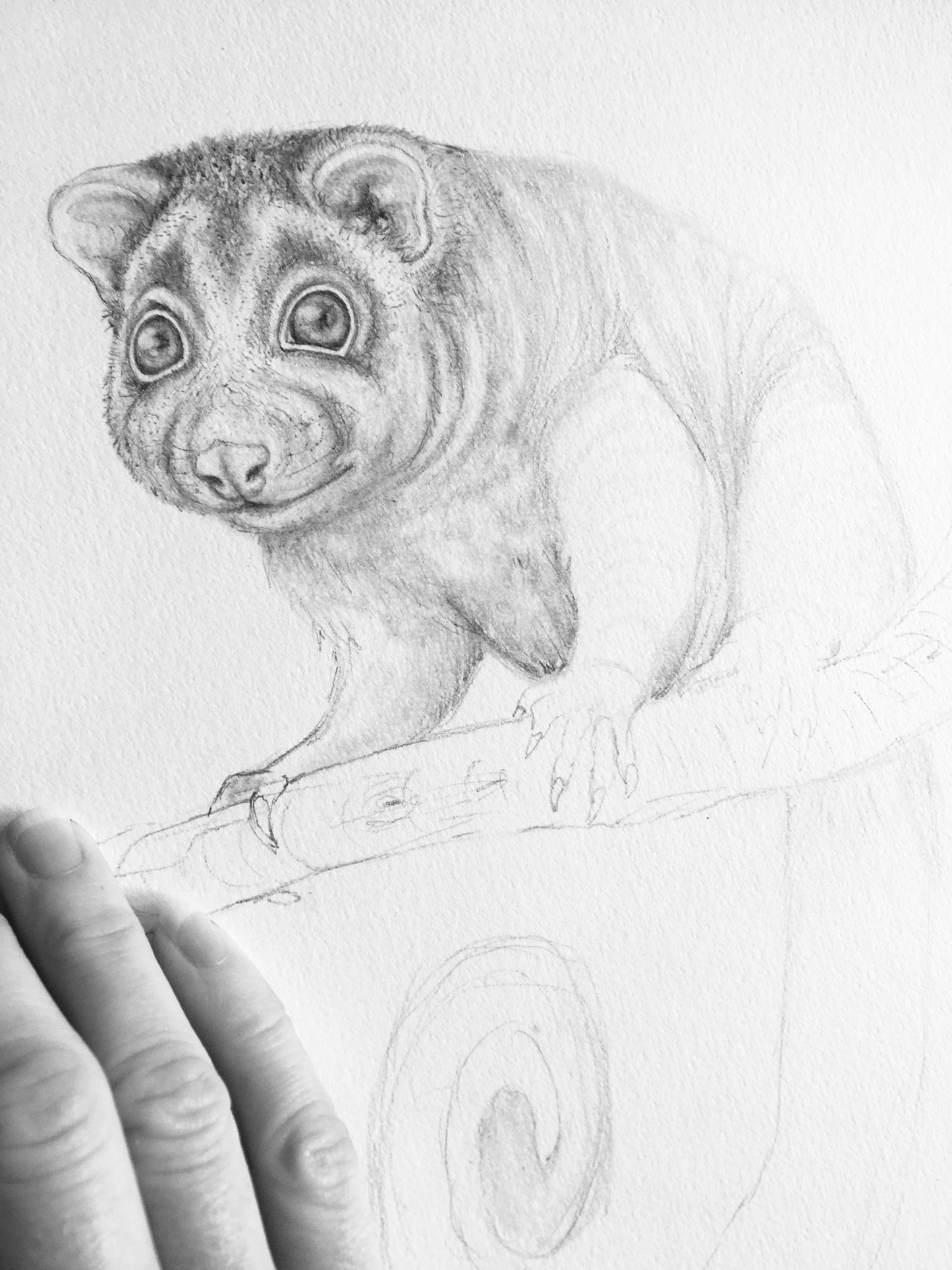 Ringtail Possum