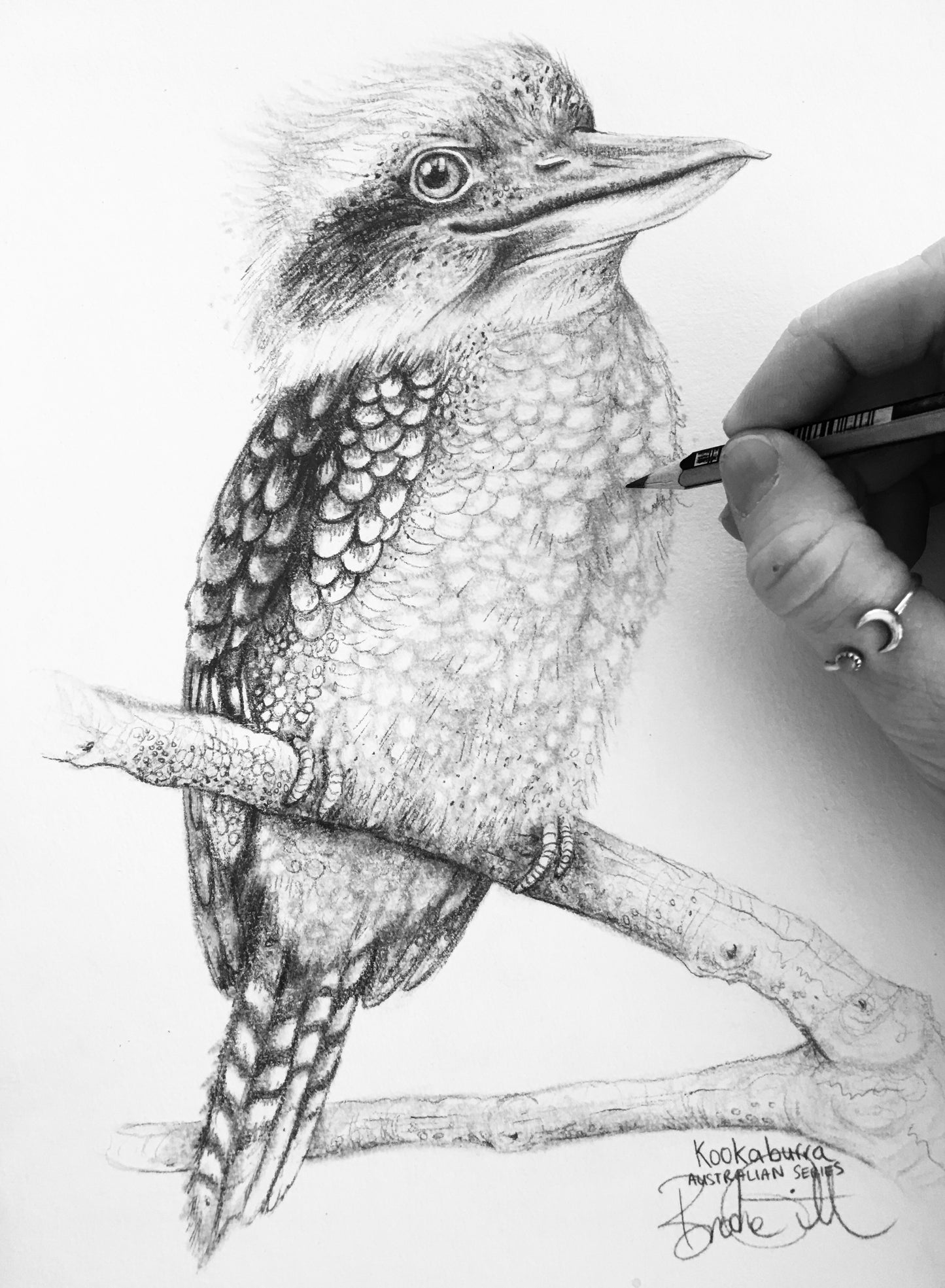 Kookaburra